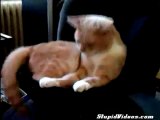 Un gatto sul subwoofer