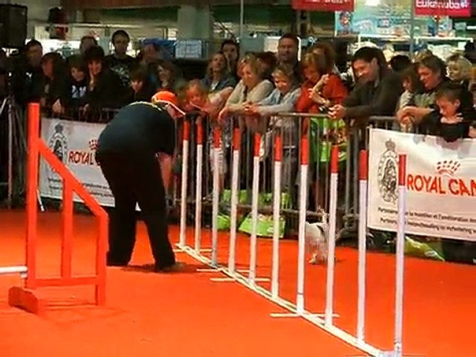 03 04 2011 Jack Russell agility - Salon Animalia Liège