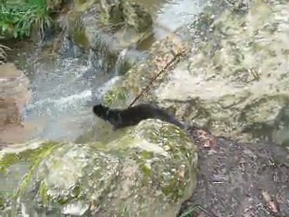 Rencontre avec des visons