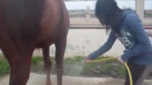 Dimanche, journee equitation avec ma jument.