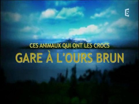 ces animaux qui ont des crocs : l'ours brun (1)