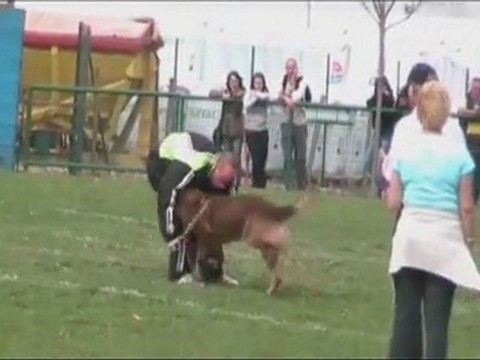 1er Sélectifs 2011 - Viking du Domaine du Chenil de la Tour (gr7)