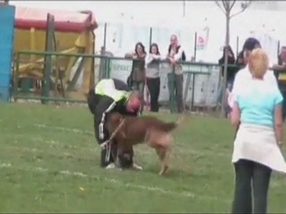 1er Sélectifs 2011 - Viking du Domaine du Chenil de la Tour (gr7)
