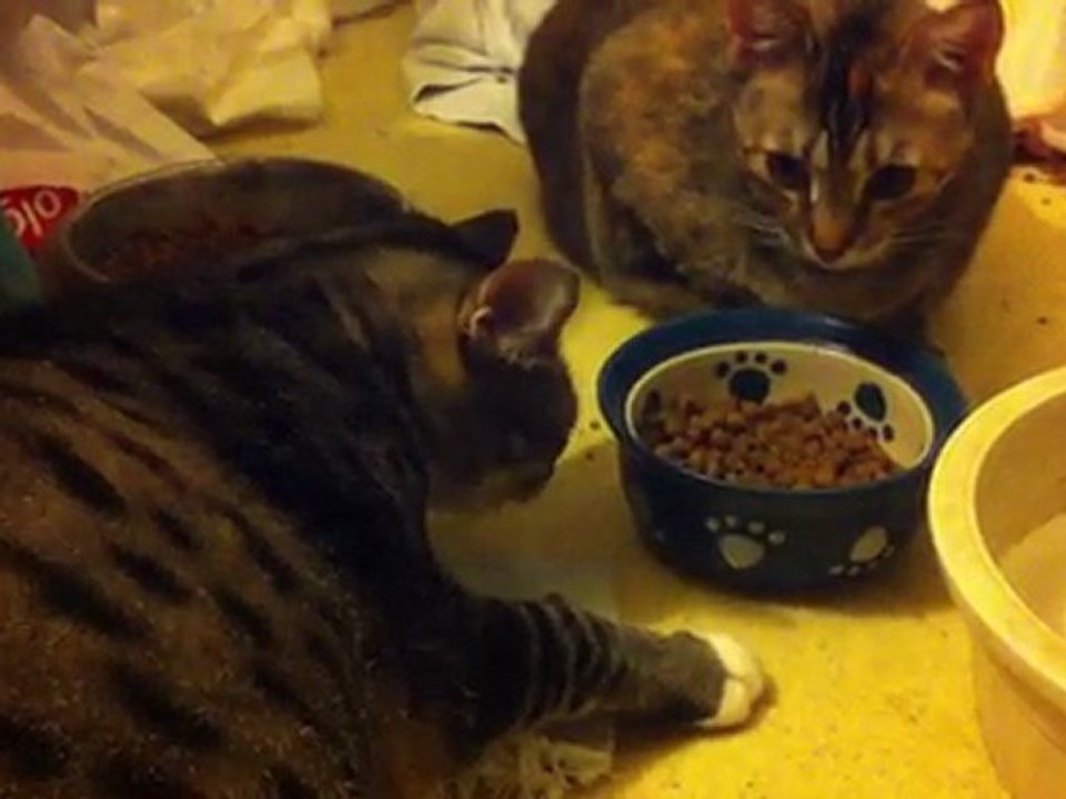 How My Cat Eats