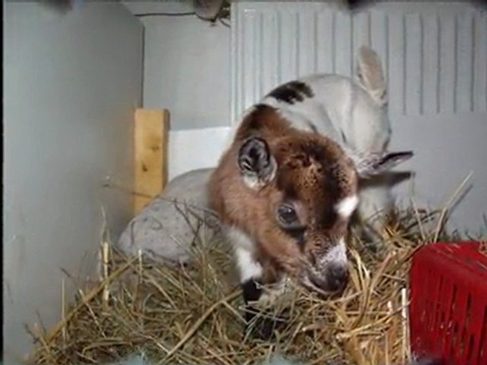 choupette