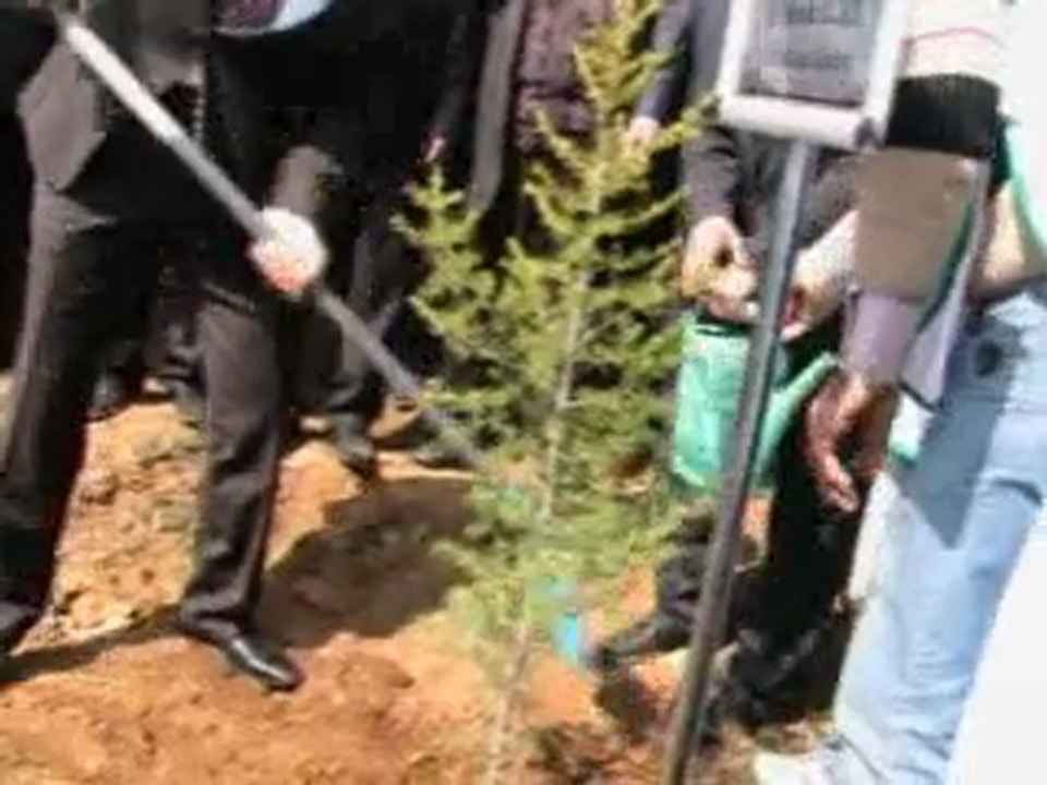 Kayapınarda Çam Dikimi