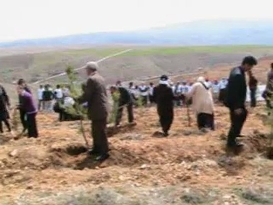 Kayapınarda Çam Dikimi