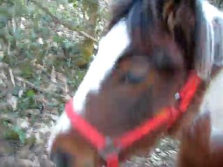 ballade en foret avec alwen et cisco