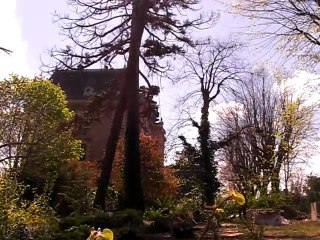 abattage sequoia st genis