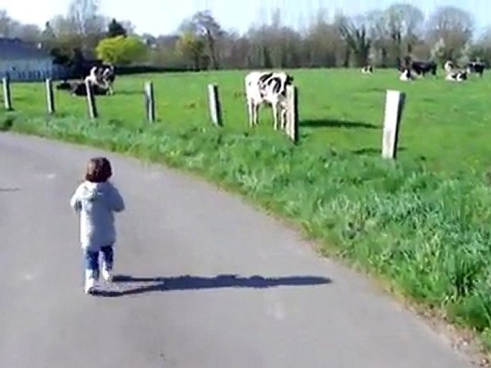 on va voir les vaches !