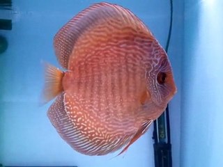 2ème prix Open Arvert 2011