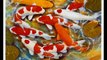 Koi Fish Drawings Slideshow