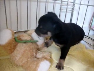 chihuahua 4 semaines