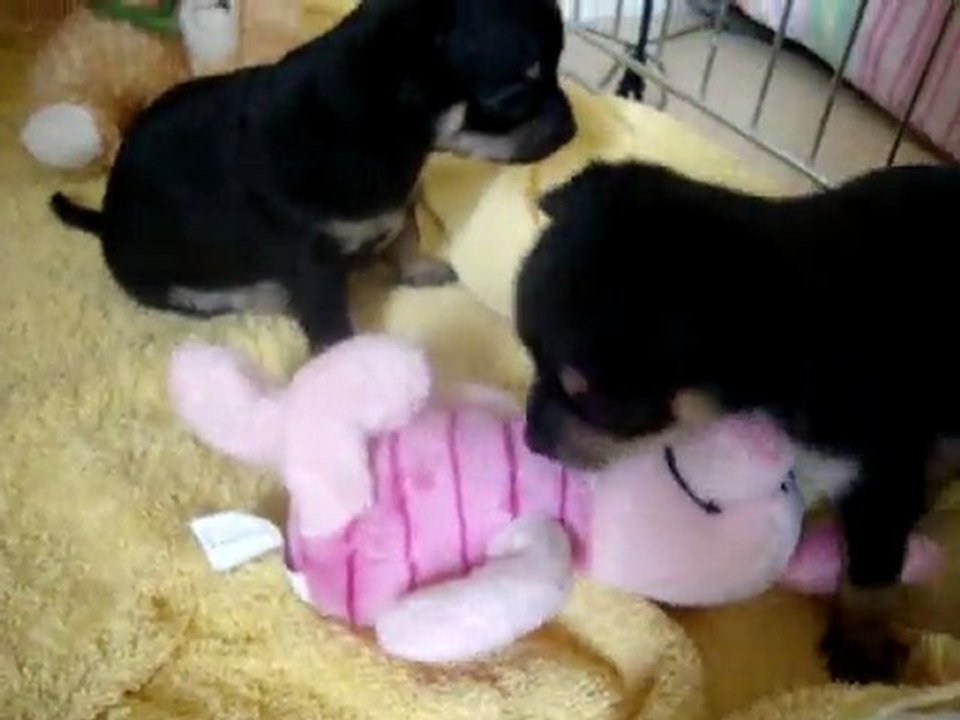 chihuahuas 4 semaines 2 eme vidéos