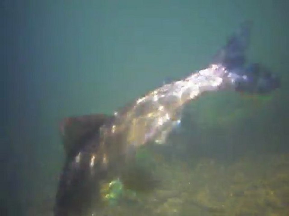 test vidéo sous marine ombre commun sorgue