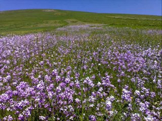 ARDAHAN VE MÜZİK @ Mehmet ali arslan  VİDEOS