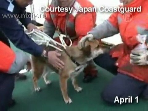 Собака плавала в море на обломках после цунами