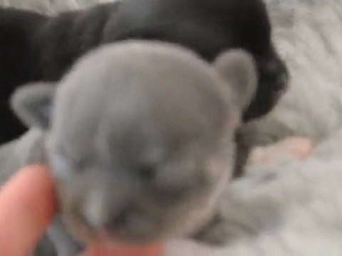 bb ace et pistache 11 jours