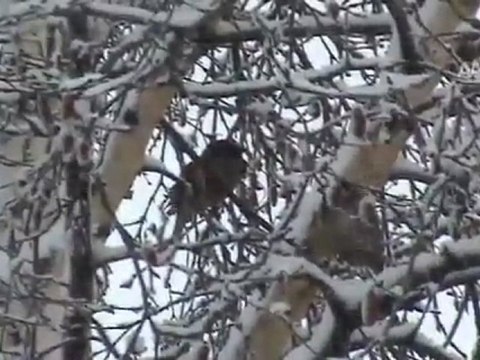 BAHARI BEKLERKEN KAR GELDİ