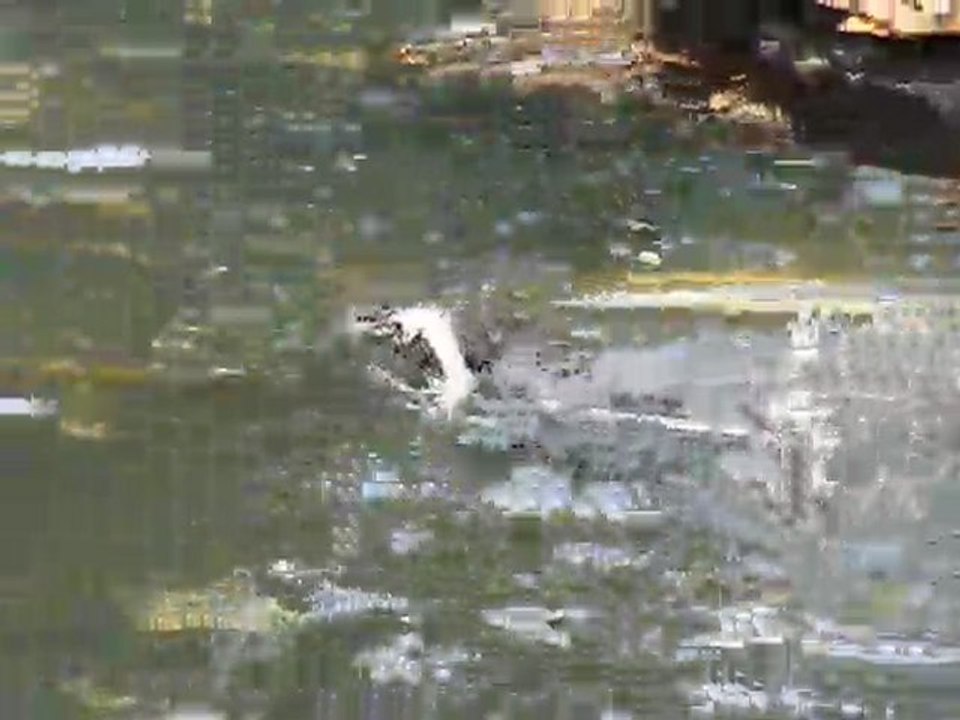 Manchot du cap Zoo de la Palmyre