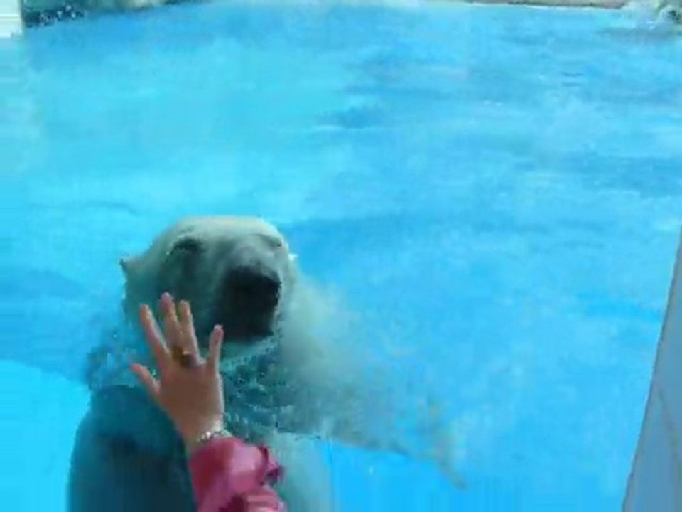 Ours polaire accrobate
