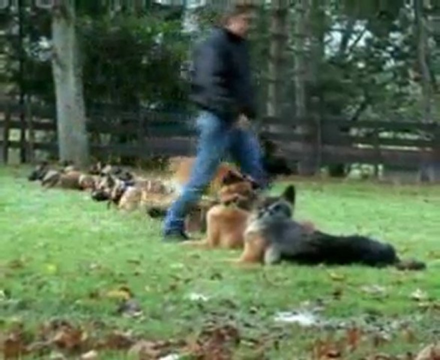 formation maître chien