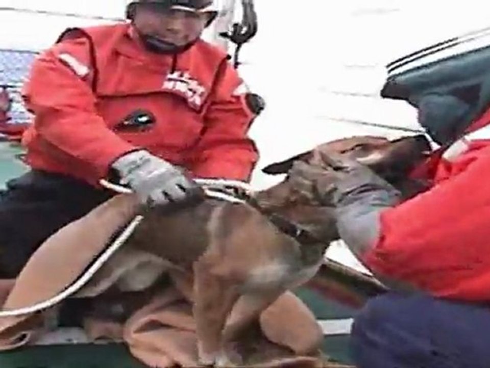 Dramatische Rettungsaktion: Hündin vor der Küste Japans geborgen