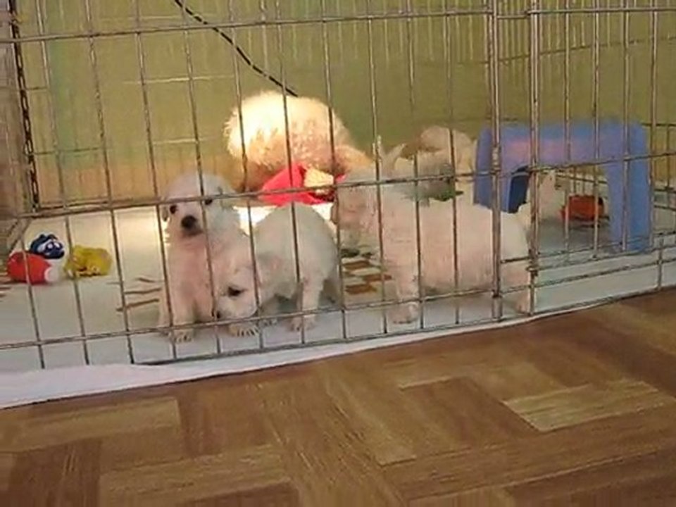 les bébés de Valentine à 27 jours 023