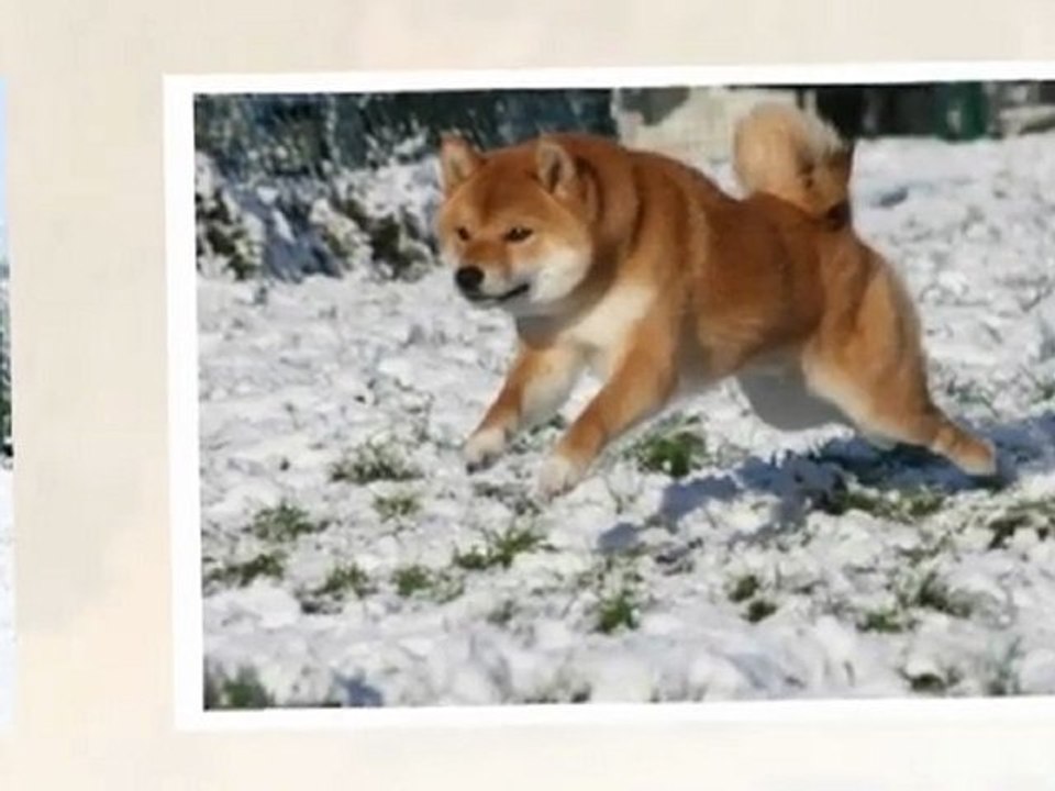 Shiba Inu from Hillock Snowy Hiver 2010 - 2011