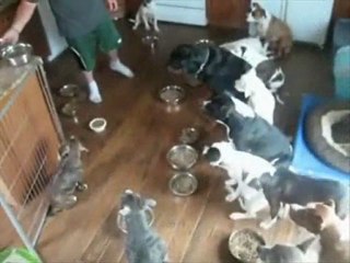 DES TOUTOUS BIEN DRESSES !!