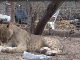 Moggy-dishu: How two Somali lions survived the war