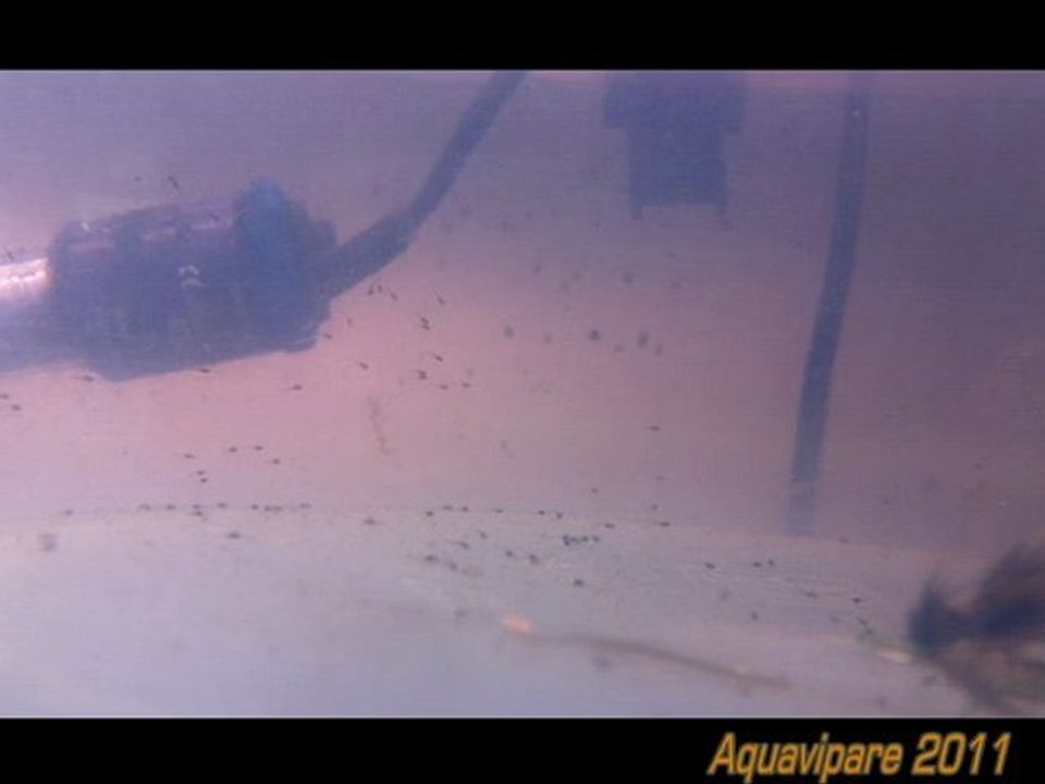 Petits colisa dans un saladier immergé