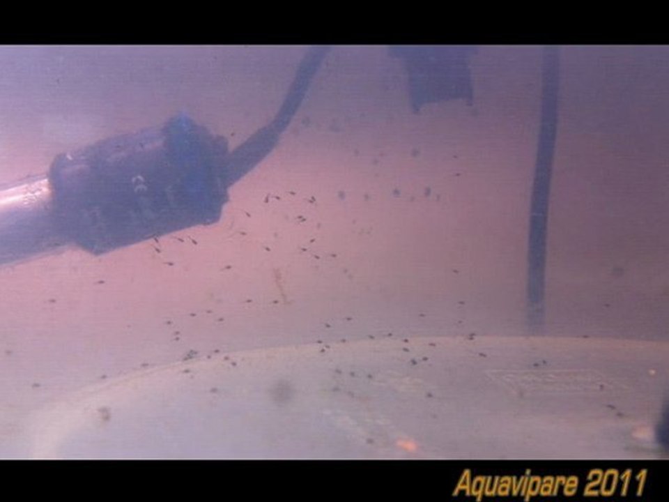 Petits colisa dans un saladier immergé