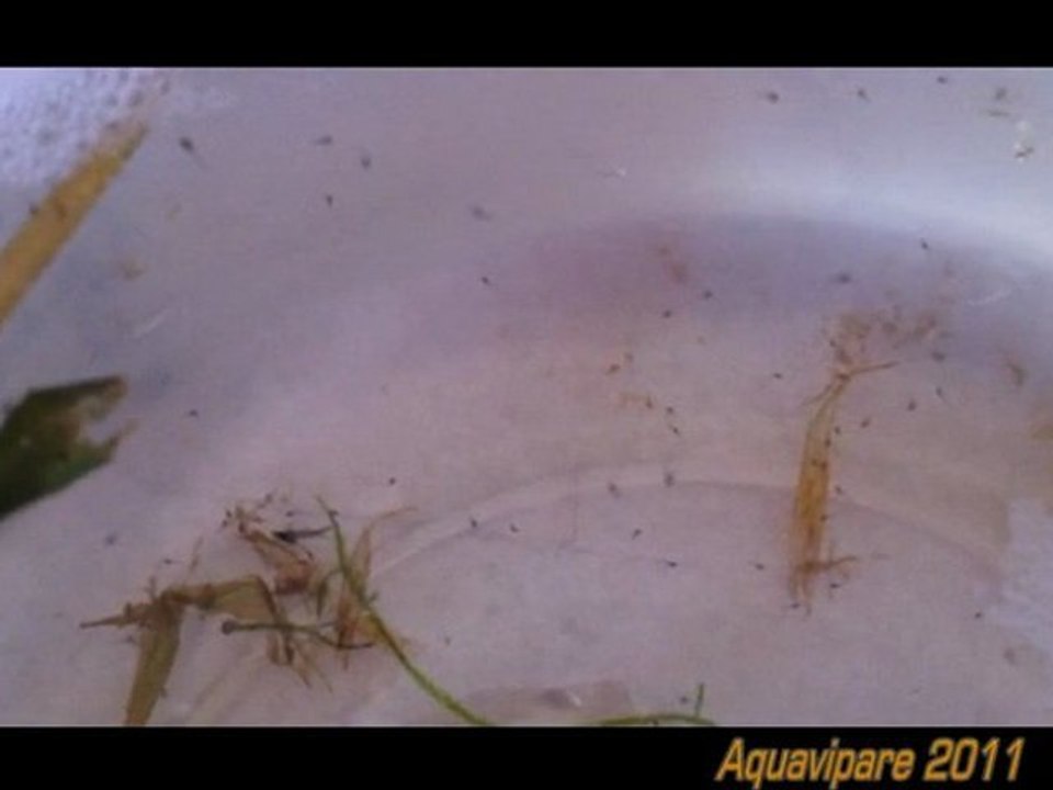 Récupération du nid de bulles