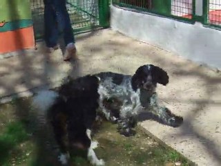 Cyrrus et Fidelio à la SPA (suite) le 05 avril 2011