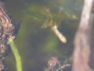 Ver acrobate, larve de Ceratopogonidae