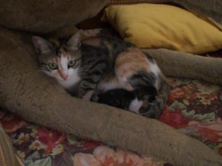 Ma chatte en Tunisie. Моя кошка в Тунисе