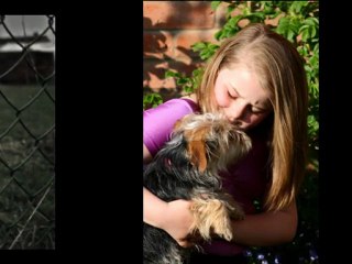 How To Stop Barking Dog