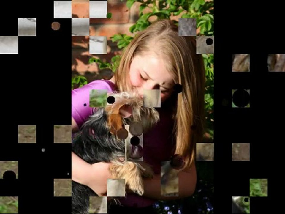 Dog Training Tips