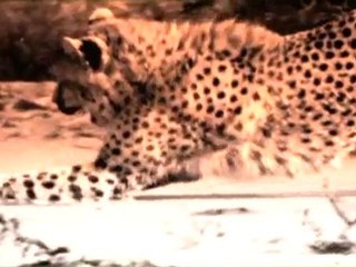 CR7 Safari - A Pioneer's Design