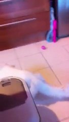 chat voleur