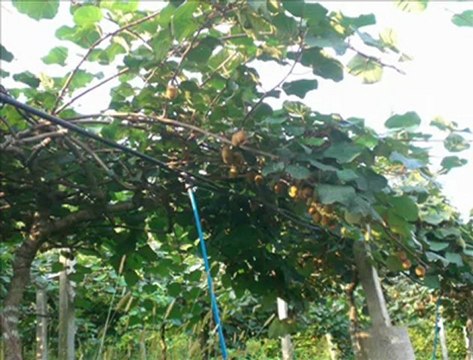 RİZE - ZİRAAT ÇAY BAHÇESİ