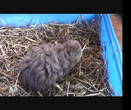 Naissance bébés cochons d'inde shelty et coronets