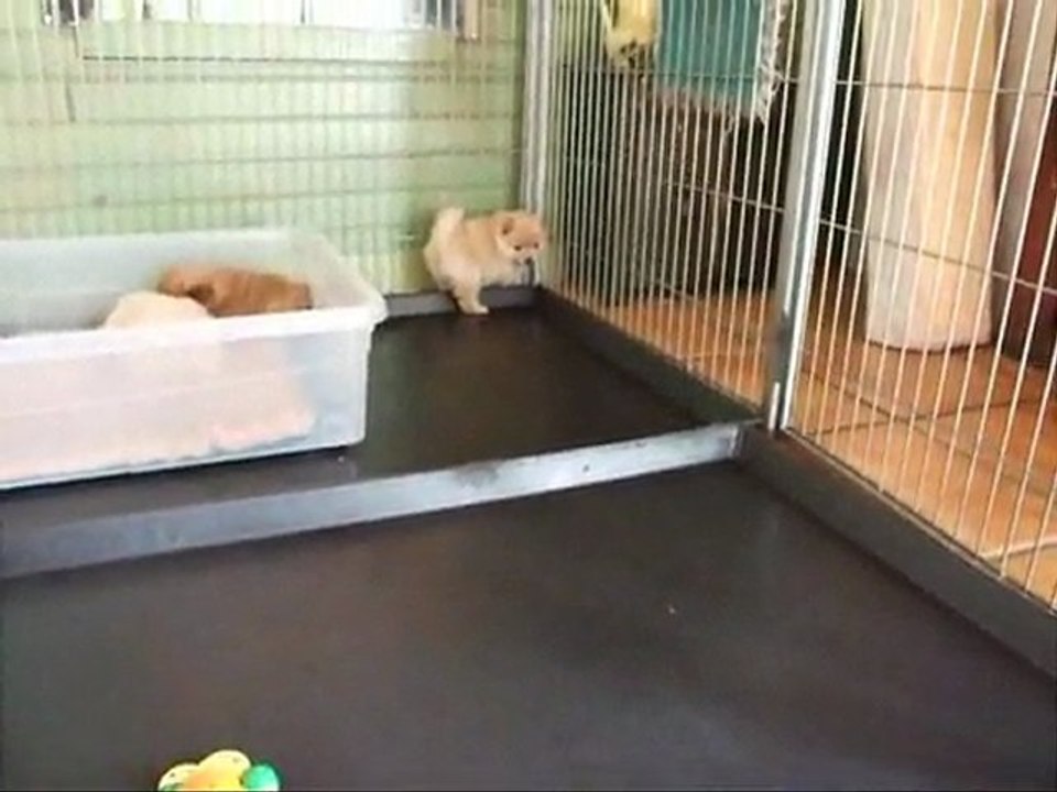 Les deux femelles de la portée du 3 mars 2011 !