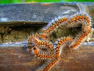 2h pour une chenille