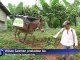 La producción orgánica de bananas intenta imponerse en Ecuador