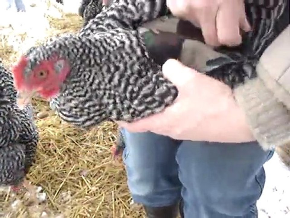 hen saddling video