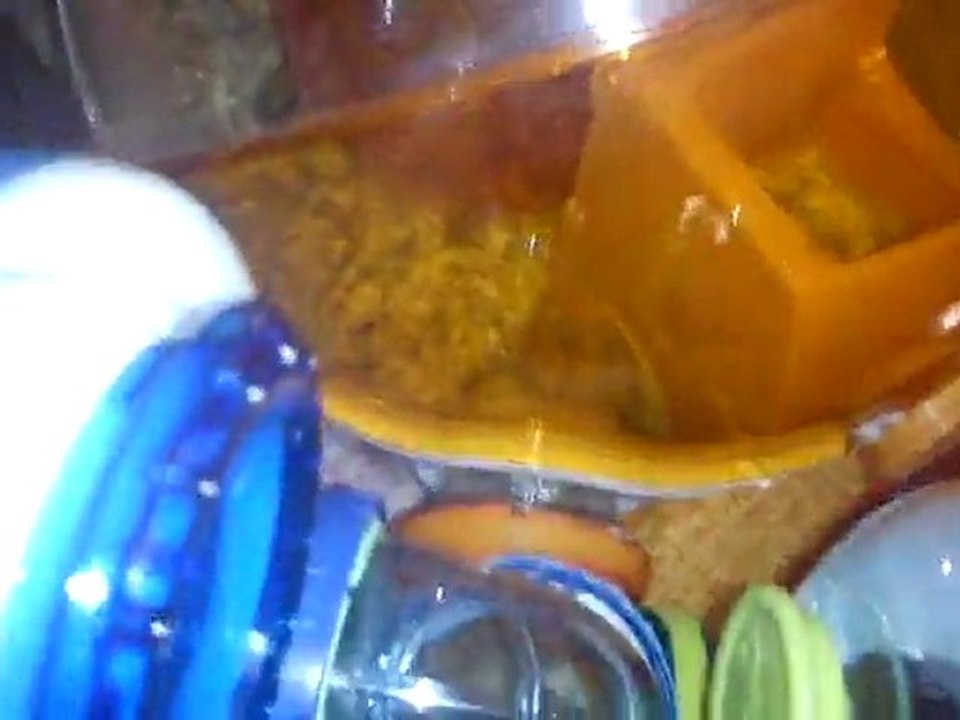 ma famille d'hamster