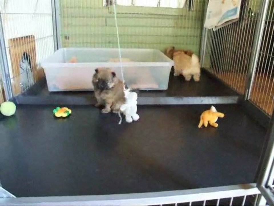 Les 3 BB males  du 3 mars 2011 a l'age de 1 mois