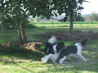 Cyrrus et Fidelio à Keryard le 05 avril 2011 (3ème)